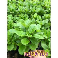 ราคา แปะตำปึง ใบกลม หรือ ผักพันปี สมุนไพรครอบจักรวาล (6787825055)