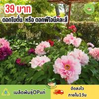 ราคา ดอกโบตั๋น หรือดอกพีโอนี คละสี บรรจุ10 เมล็ดดอกสวยความหมายดี (22175285256)
