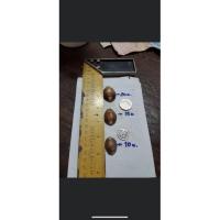 ราคา หอยเบี้ย สวยๆ มีหลายขนาด (5896889510)