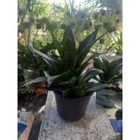 ราคา ต้นลิ้นมังกรแคระ ไม้ฟอกอากาศ (6651741288)