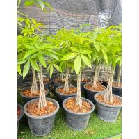 ราคา #ต้นศุภโชคถักเปีย ประดับบารมี เสริมสิริมงคลมีหลายขนาดแข็งแรง#ต้นศุภโชคไม้มงคลเรียกทรัพย์เรียกเงินหรือเขย่าเงิน ช่วยเสริม (11141758325)