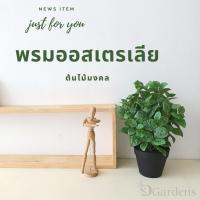 ราคา ต้นไม้ปลอม ขนาดเล็ก พรมออสเตรเลีย ต้นไม้มงคล พร้อมกระถาง พร้อมส่ง (7278508192)