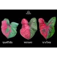 ราคา บอนโบราณ บอนสีขุนศรีวิชัย ตับขุนช้างขุนแผน หายาก (11251927829)