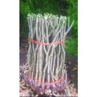 ราคา (50กิ่งตอน) กิ่งตอน ชะอม กิ่งตอนชะอม ผักขา ปัดขาว Tinutda (14991203641)