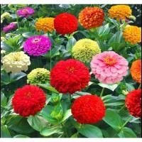 ราคา มล็ดพันธุ์ ดอกบานชื่นซ้อนคละสี ดอกบานชื่นกลีบซ้อน คละสี (28059285337)
