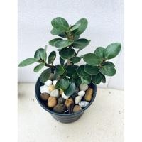 ราคา ต้นช้อนเงินช้อนทอง(กระถาง 4 นิ้ว) ต้นไม้มงคล (7961722521)