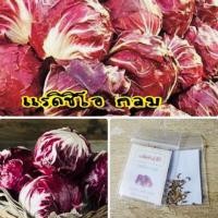 ราคา เมล็ดพันธ์ุ แรดิชิโอกลม 500 เมล็ด แรดิชิโอ (ซื้อ 10 แถม 1 คละอย่างได้) (17720382038)