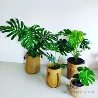 ราคา มอนสเตอร่า ต้นไม้ฟอกอากาศ ต้นไม้ในห้องนอน (7639762741)