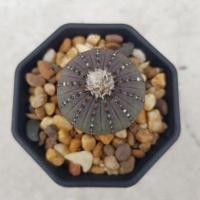 ราคา เฟเลีย แคสตาเนีย (เมล็ด) Frailea Castanea (4032145438)