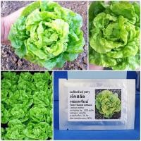 ราคา เมล็ดพันธุ์ ผักสลัด ทอมทรัมบ์ (Tom Thumb Lettuce Seed) บรรจุ 1000 เมล็ด คุณภาพดี ของแท้ 100% (9303427282)