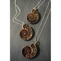 ราคา 1Pc Natural Very Old Fossil Ammonite Pendant Fossil Opalescent Fossil Pendant Available With Silver Chain. (18266604798)