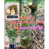 ราคา ต้นพันธุ์ไผ่บงหวานเพชรน้ำผึ้งเบอร์ 2 ของเเท้ 100% ไผ่ทานดิบได้ หวาน กรอบอร่อย ไม่มีสาร ไซยาไนด์ ทานได้ทุกวัย (20829588454)