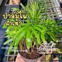 ราคา ต้นปาล์มไผ่นำเข้า USA (Chamaedorea seifrizii Burret.) ปาล์มไผ่ ดูสารพิษ ต้นไม้ฟอกอากาศ ต้นไม้มงคล ต้นไม้ฟอกอากาศ จิ๋ว (24667644923)