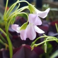 ราคา ผีเสื้อราตรี /Oxalis purpurea (28272477154)