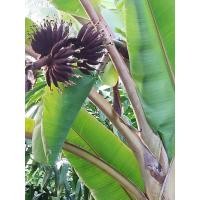 ราคา ต้นพันธุ์หน่อกล้วยนาก (24412408152)