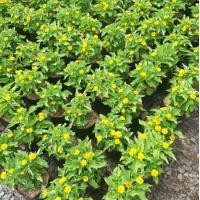 ราคา ต้นกระดุมทอง ต้นละ 30฿ (23352904258)