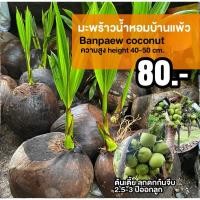 ราคา ต้นมะพร้าวน้ำหอมบ้านแพ้วต้นเตี้ย ลูกดก (จำนวน 1 ต้น) สูง 20-30 เซนติเมตร (20965107538)