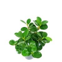 ราคา ต้นช้อนเงินช้อนทอง หรือไทรแคระ ไม้มงคล (4333103319)