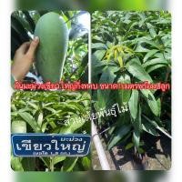 ราคา ต้นมะม่วงเขียวใหญ่กิ่งทาบ ขนาด1เมตรพร้อมปลูก (8557558960)