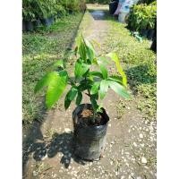 ราคา มะปรางหวาน วิตามินซีสูง (20176394665)