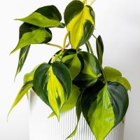 ราคา Philodendron Brasil - Philodendron Brasil (กระถางพลาสติกแข็ง) (40924367597)