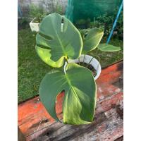 ราคา มอนสเตอร่า ไจแอนท์ Monstera giant (22078702827)