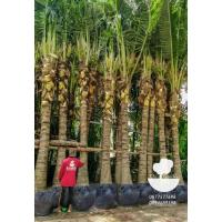 ราคา ต้นมะพร้าวขุดล้อม​ ​4​ เมตร (10930499431)