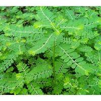 ราคา ต้นพันธุ์ ลูกใต้ใบ พร้อมปลูกในถุงดำ 29 บาท ลูกใต้ใบ สมุนไพรชั้นเลิศ ลูกใต้ใบ ยาแก้สารพัด สมุนไพรโบรานหายาก (22172751821)