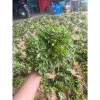 ราคา หญ้าไทเป ตรมละ 35บาท (29462587955)