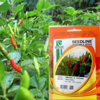 ราคา พริกหอม พริกหอมสวน พริกหอมสุพรรณ พริกขี้หนูสวน พริกขี้หนู พริกขี้หนูหอม พริกส้มสั้น พริกส้มยาว พริกส้ม เมล็ดพริกต่างๆ 8 (15523093075)