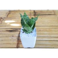 ราคา ต้นลิ้นมังกรแคระ.ต้นไม้ฟอกอากาศ (13902063988)