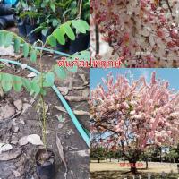 ราคา ต้น​กัลปพฤกษ์​ (1​ชุด​ 6 ต้น)​ ขนาด​ 35 ซม. (11250020144)