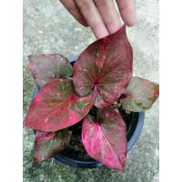 ราคา บอนสีมณีล้อมเพชรด่างสวย#ตัวอย่างต้นแม่ขายต้นเล็กขนาดกระถาง 4" (21368840442)