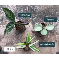 ราคา เซตสุดคุ้ม (ราชภัฏเขียว-ใบละพัน-เศรษฐีเรือนแก้ว) ต้นไม้มงคล (8487674110)