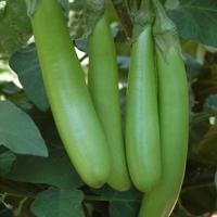 ราคา FOZU เมล็ดมะเขือยาวสีเขียว 300เมล็ด ปลูกง่าย ราคาไม่แพง (48153953780)