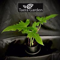 ราคา ฟิโลเดนดรอน พลูจีบ - Philodendron sp. (10826304066)