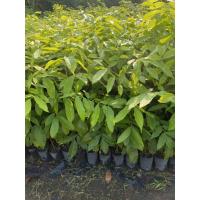 ราคา มะฮอกกานี ต้นมะฮอกกานี ขนาดความสูง 40-80 เซนติเมตร สั่งขั้นต่ำ 3 ต้น (25169082957)