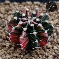ราคา Gymnocalycium friedrichii lb 2178 'Variegata' ( hybrid ) ต้นไม้เพาะจากเมล็ด ขนาด 3 cm. (6961767001)
