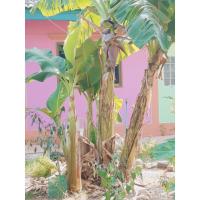 ราคา หน่อกล้วยน้ำว้าพันธุ์เตี้ย (5971962999)