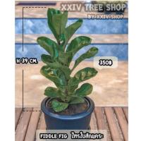 ราคา ไทรใบสัก+กระจูด1 +หวาย2 (4622522504)