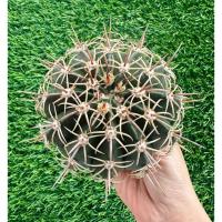 ราคา พร้อมส่งแคคตัสเมโลหนามโค้ง ไม้เมล็ด ต้นใหญ่ 12 ซม. melocactus curvispinus (41270649703)