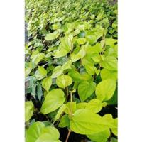 ราคา ต้นกล้าพลู พร้อมปลูก ในถุงดำ พลูใช้กินกับหมาก หรืองานมงคลพิธี ต่างๆๆ (20153304793)