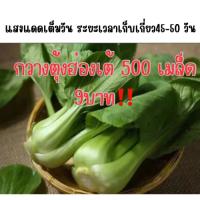 ราคา กวางตุ้งฮ่องเต้ เมล็ดพันธุ์กวางตุ้งฮ่องเต้ 500 เมล็ด‼️(10แถม3) คละได้ทั้งร้าน (25419525357)