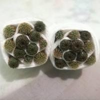 ราคา แคคตัส เฟเรีย (Frailea) Mixed ต้นกระบองเพชรจิ๋วจัดชุด (6835709134)