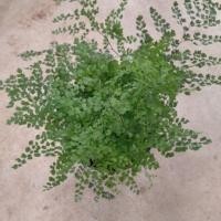 ราคา เฟิร์นก้านดำ เฟิร์นก้านดำ (6923756457)