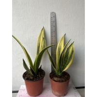 ราคา ลิ้นมังกรโกลเด้นเฟรม -Sansevieria Golden Flame- (2918243476)