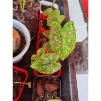 ราคา บอนสีสาวน้อยประแป้ง​ (10745662656)