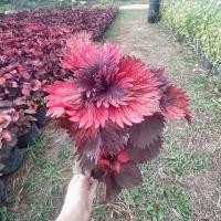 ราคา ต้นฤาษีผสมปลากัดสีสวยๆ (21056837427)