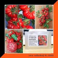 ราคา มะเขือเทศ คอสโตลูโต - Costoluto Tomato (168934159)