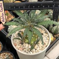 ราคา มะพร้าว Horwoodii ฟอร์มสวย | แคคตัส Cactus | กระบองเพชร (23455218940)